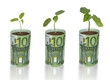 Photo: Saplings growing from euro banknots Saplings growing from euro banknots