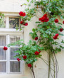 Old wall with a window, twined blossoming roses