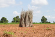 Bunches of breeding sapling of cassava and soil cultivation