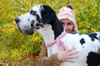 deutsche Dogge im Profil mit Frau
