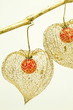 Lampionblume