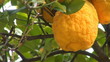 Video: lemon tree lemon tree