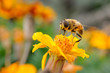 Sirfido - (syrphidae)