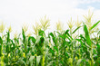 corn field