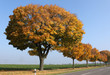 Herbstbäume
