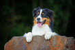 Australian Shepherd