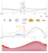 Female sexual cycle, eps10