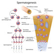 Spermatogenesis, eps10