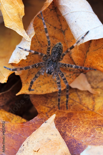 Photo: Wolf Spider Wolf Spider