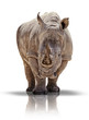Breitmaulnashorn - white rhino