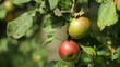 Red apples on the branches of apple tree