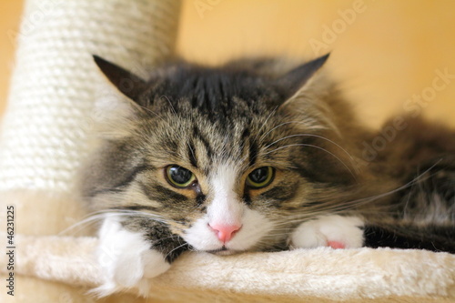 Photo: Gatto siberiano sul tiragraffi Gatto siberiano sul tiragraffi