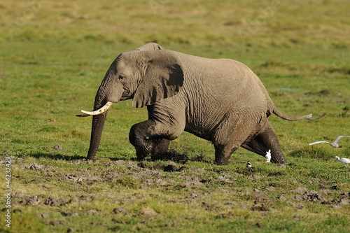 Photo: Elefante Elefante