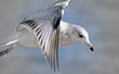 Seagull In Flight