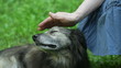 Female hand patting dog head, outdoors