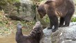 Braunbär