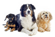 three dogs