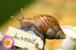 Wellness-Schnecke: Auszeit, Ruhe, Langsamkeit, relaxen, genießen
