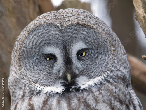 Photo: Portrait of great grey owl - Strix nebulosa nebulosa Portrait of great grey owl - Strix nebulosa nebulosa