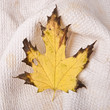 maple-leaf