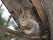 The squirrel