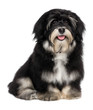 Beautiful smiling happy havanese puppy dog