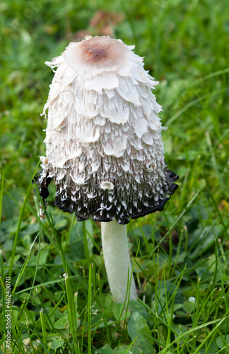 Photo: Pilz im Herbst Pilz im Herbst