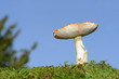 Pilz auf der Wiese