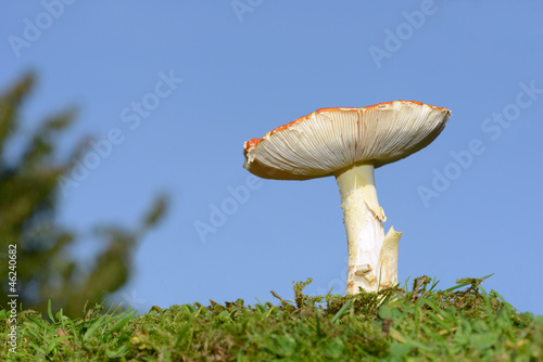 Photo: Pilz auf der Wiese Pilz auf der Wiese