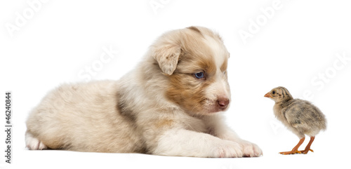 Photo: Australian Shepherd puppy, 30 days old Australian Shepherd puppy, 30 days old