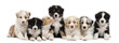 Front view of Australian Shepherd puppies, 6 weeks old