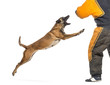 Belgian Shepherd jumping to attack trainer