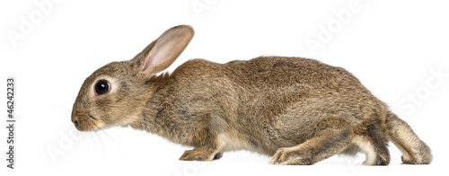 Photo: European rabbit or common rabbit, 2 months old European rabbit or common rabbit, 2 months old