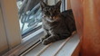Hauskatze