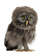 Great Grey Owl or Lapland Owl, Strix nebulosa
