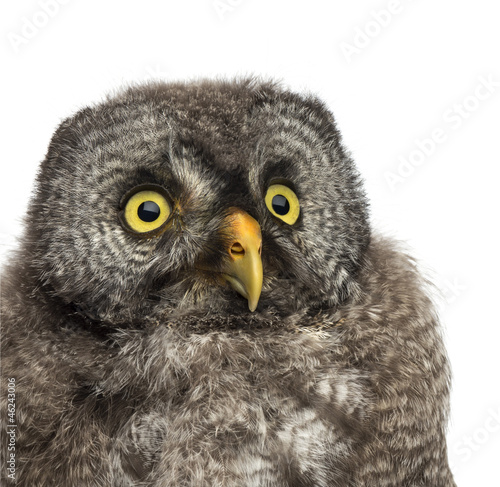 Photo: Great Grey Owl or Lapland Owl, Strix nebulosa Great Grey Owl or Lapland Owl, Strix nebulosa