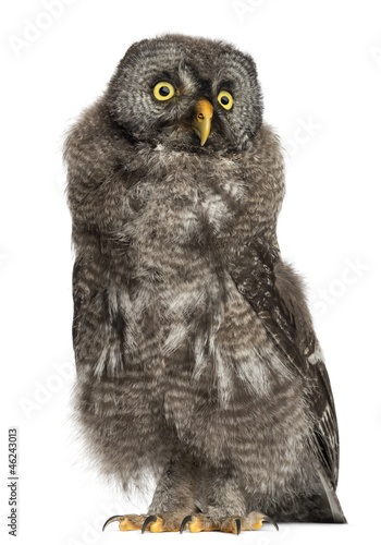 Photo: Great Grey Owl or Lapland Owl, Strix nebulosa Great Grey Owl or Lapland Owl, Strix nebulosa