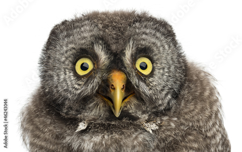 Photo: Great Grey Owl or Lapland Owl, Strix nebulosa Great Grey Owl or Lapland Owl, Strix nebulosa