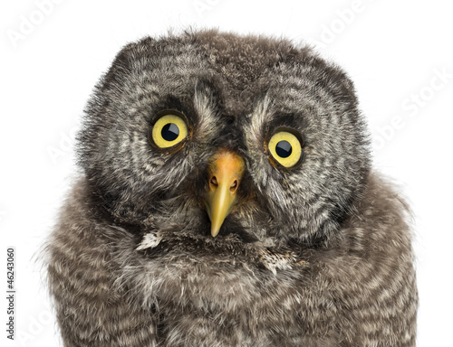 Photo: Great Grey Owl or Lapland Owl, Strix nebulosa Great Grey Owl or Lapland Owl, Strix nebulosa