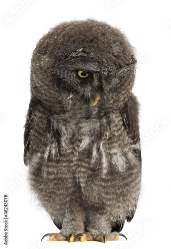 Photo: Great Grey Owl or Lapland Owl looking down, Strix nebulosa Great Grey Owl or Lapland Owl looking down, Strix nebulosa