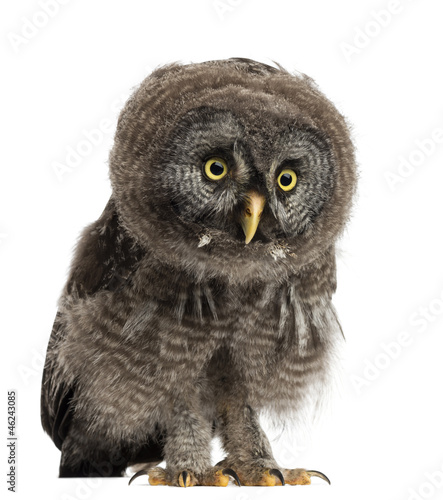 Photo: Great Grey Owl or Lapland Owl, Strix nebulosa Great Grey Owl or Lapland Owl, Strix nebulosa