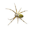 Wasp spider, Argiope bruennichi, against white background