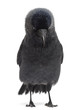 Western Jackdaw looking down, Corvus monedula