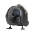 Western Jackdaw looking down, Corvus monedula