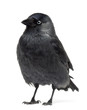 Western Jackdaw looking away, Corvus monedula