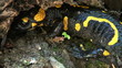 Tailed amphibian, fire salamander