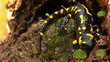 Tailed amphibian, fire salamander