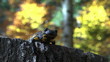Tailed amphibian, fire salamander