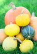 coloquintes et citrouille dans l'herbe