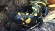 Tailed amphibian, fire salamander